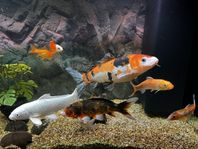 Koi fiskar 