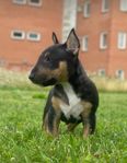 Miniatyrbullterrier valpar