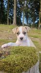 American Staffordshire terrier valpar