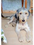 labradoodle border tik 