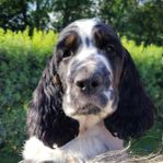 Engelsk Springer Spaniel