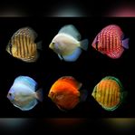 Discus (Sökes)