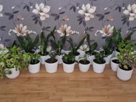 Blommor 