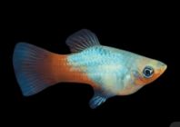 platy fiskar