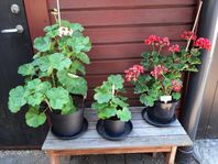 pelargoner bl sorter