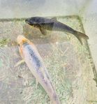 Koi dammfisk damm fisk