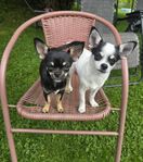 SKK registrerade Chihuahua valpar