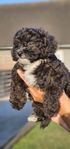 Maltipoo F1