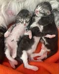 INTRESSEKOLL MAINE COON MED STAMTAVLA