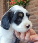 Tibetansk terrier