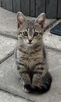 Kattunge Maine Coon/ huskatt 