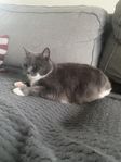 Äkta bondkatt
