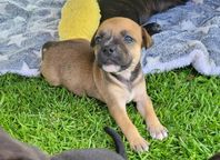Staffordshire bullterrier Valp