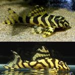 l 134 peckoltia compta ( sökes)