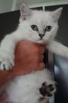 Brittisk korthår/Ragdoll-Chinchilla perser mix