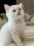 Kattunge Ragdoll-mix