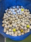 Billiga Golfbollar