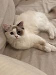 Ragdoll (utan stamtavla)