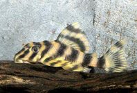peckoltia vittata L015 (sökes)