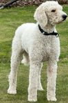 labradoodle tik