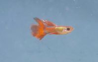 Guppys