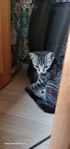 kattunge- social, hund,-barn van