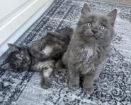 kattungar lev klara v32