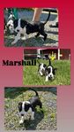 american bully XL