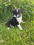 collie mix valp