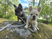 Halvfoder, fluffy fransk bulldog hanvalp