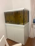 fisk 5 st och akvarium 