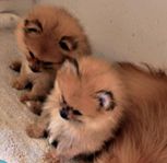 TVÅ SMÅ POMERANIEN 