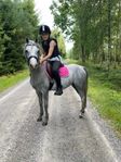 Vackert Welsh Partbred Sto