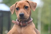 Pinscher valp