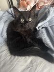 Långhårig kattunge 