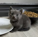 Brittisk korthårs kattungar 
