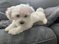 malteser 