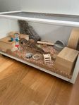 Bur till hamster och dvärghamster
