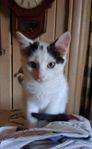 kattunge 