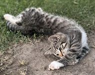 kattungar 12v