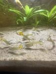 mixguppy 