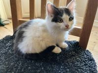 kattunge