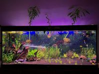 Fisk Akvarium juwel 450L