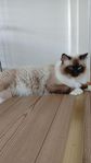 Ragdoll
