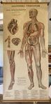 Skolplansch, stor Anatomisk väggtavla, kärlsystemet 160x75