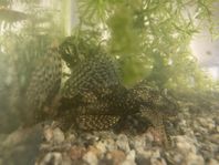 Ancistrus mal 12 cm