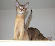 Exotiska kattungar (Chausie)