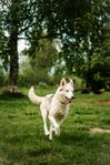 Alaskan Husky female 