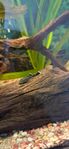 Ancistrus yngel