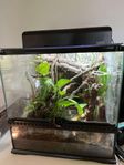 Jungfrugeckos